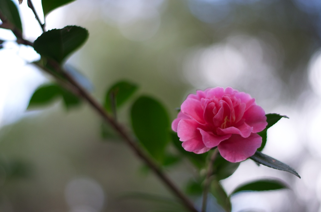 Pink flower