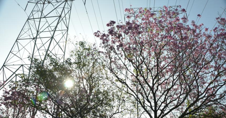 Trees and powerlines