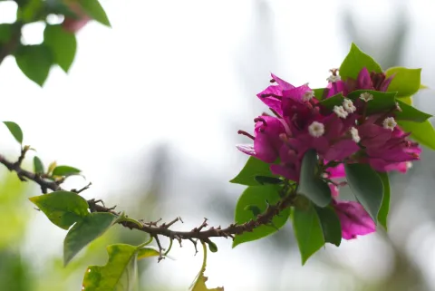 Pink flowers