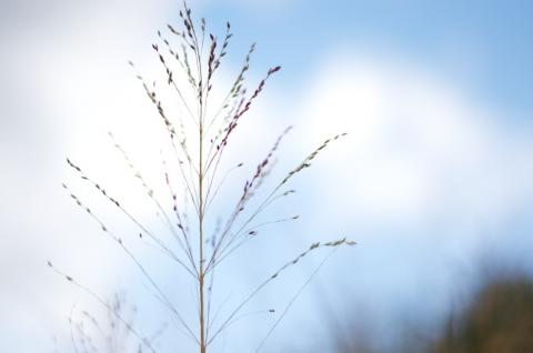 Grass in the sun