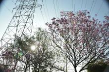 Trees and powerlines