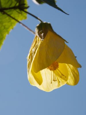 Chinese Maple, photo by @rainbreaw Chinese Maple