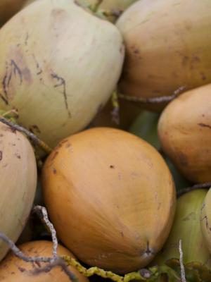 Coconuts make for great craft projects!Check out Library Events for kids programming! coconuts