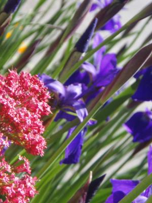 Pink and Purple, photo by @rainbreaw Irises