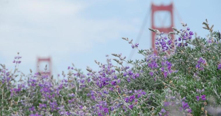 lavendar golden gate