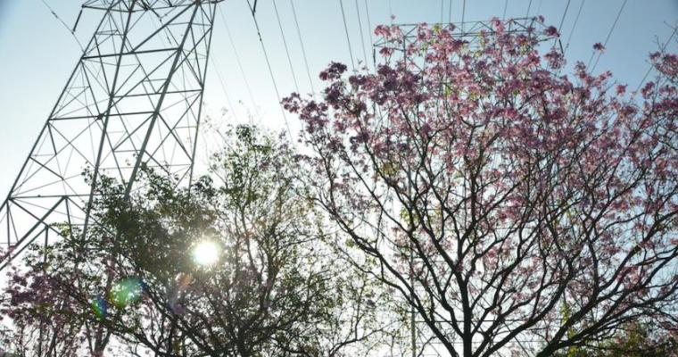 trees powerlines